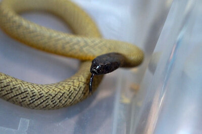    Змея © Сайт мэра Москвы