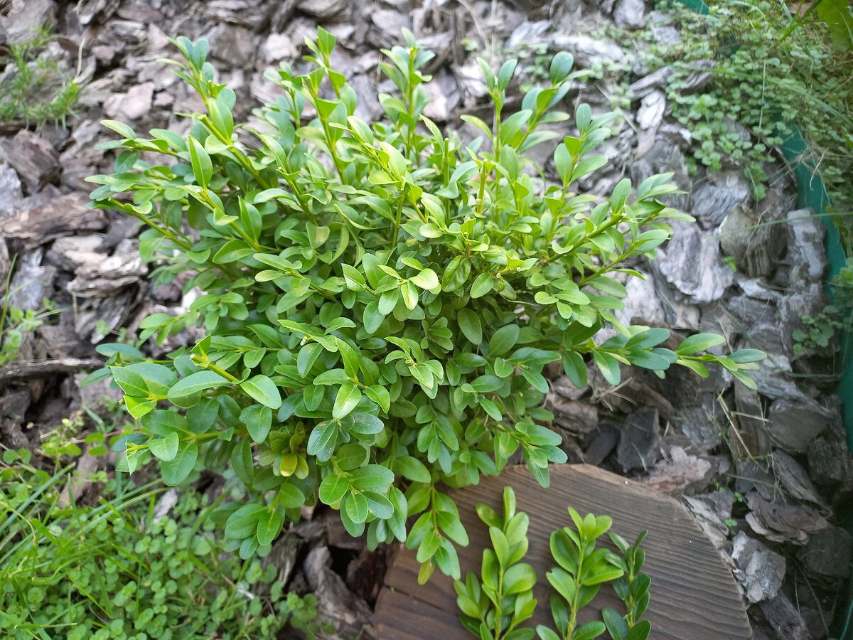 Самшит первого года посадки. 