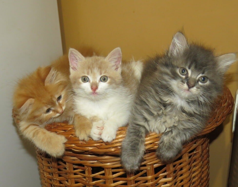 Котейки 