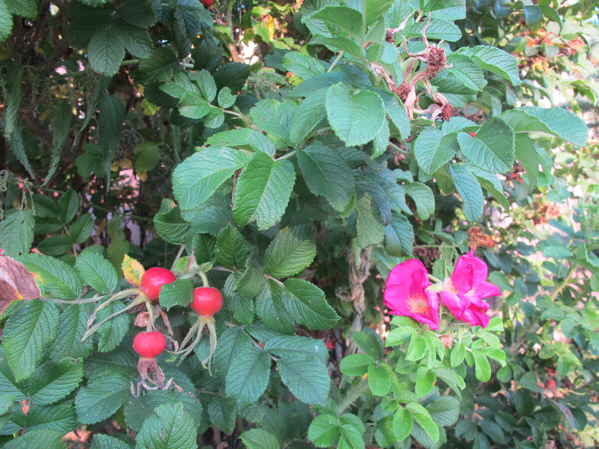 Странный куст шиповника попался мне по дороге до дома. С одной стороны-цветы, а с другой-ягоды.