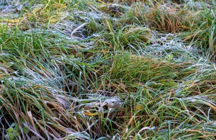    Олег Золото / MR7