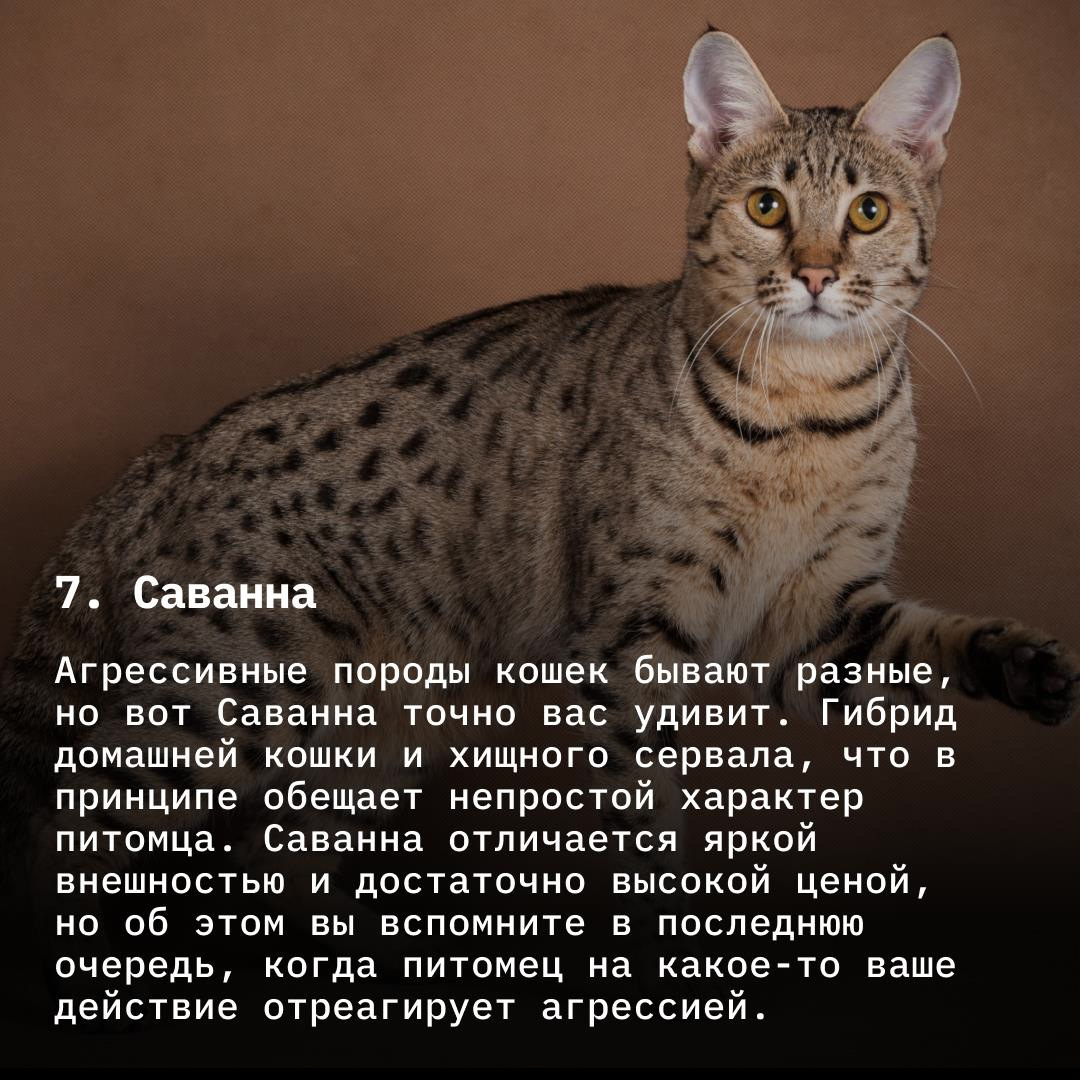 10 самых опасных кошек. Топ 10 самых опасных пород кошек в мире. Опасные кошки. 10 самых опасных пород кошек. 10 самых опасных пород кошек.