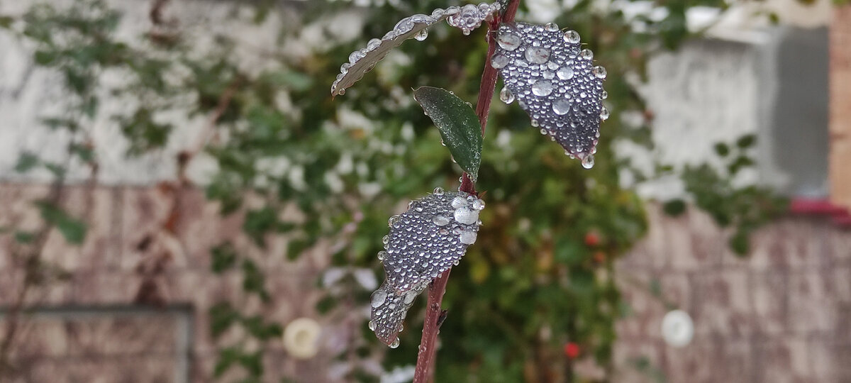 Еще прошлое, осеннее