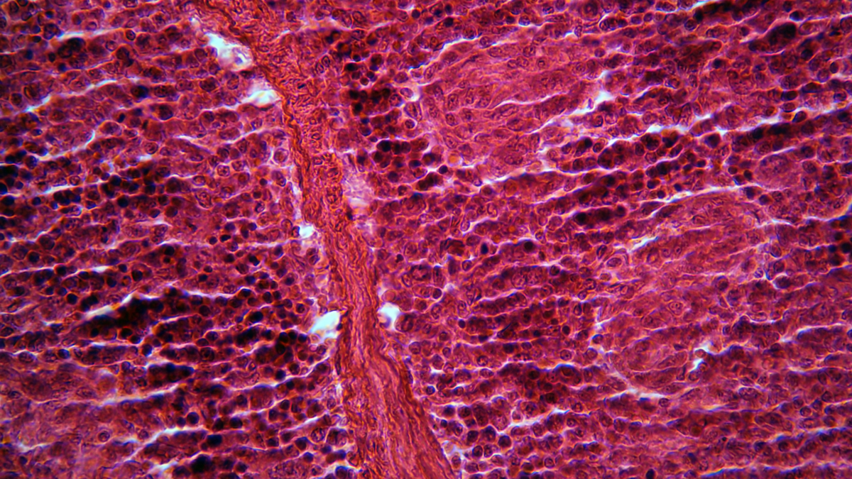 Биолог показал как выглядят ткани человеческого организма под ...