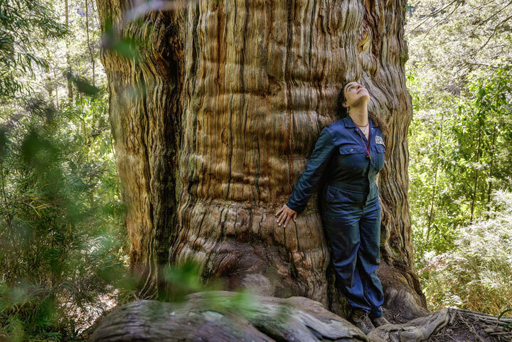     Фото: Mаteo Barrenengoa/Science Миколог Джулиана Фурчи с долгоживущим деревом алерсе в Чили. Она помогла этой южноамериканской стране стать одной из первых в мире, которая юридически защитила грибы
