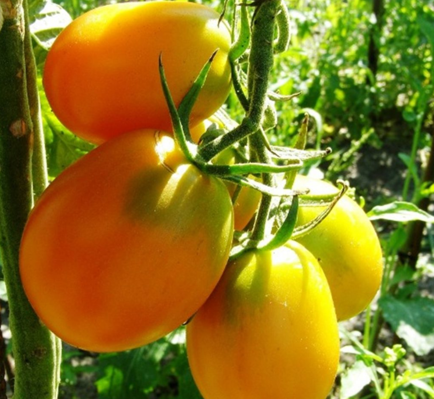 Де Барао ЗОЛОТОЙ (источник: Яндекс картинки)