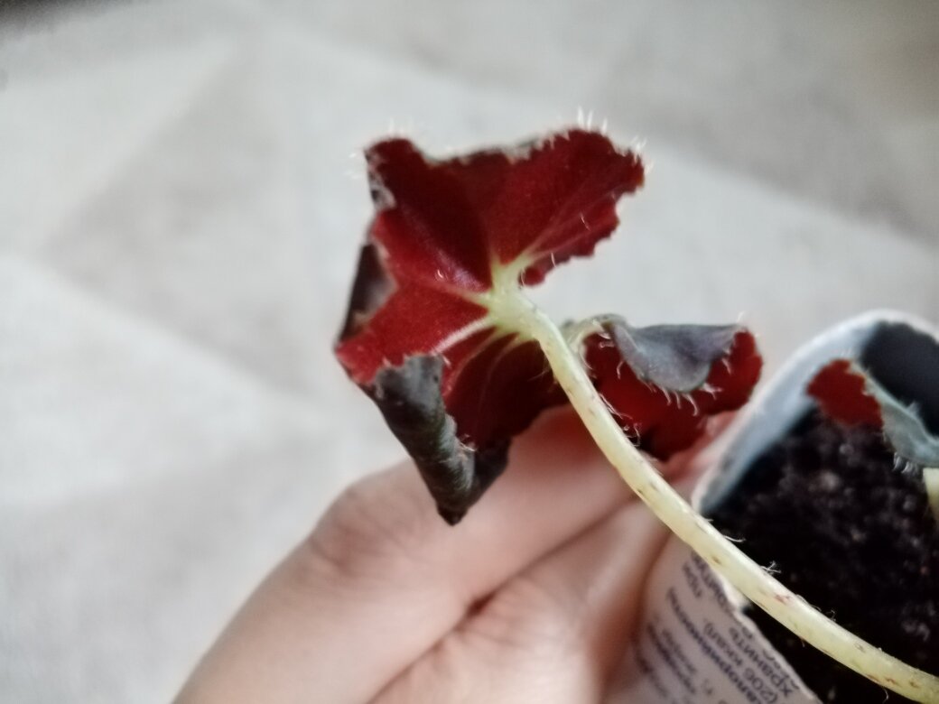 Роскошь вишнёво-винной изнанки. Фото автора.