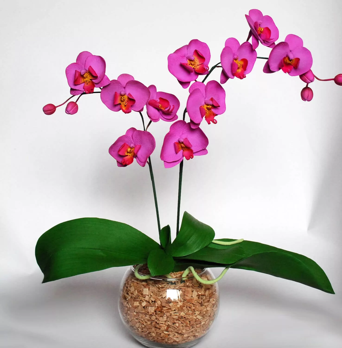 Как правильно поливать орхидею: единственное простое правило