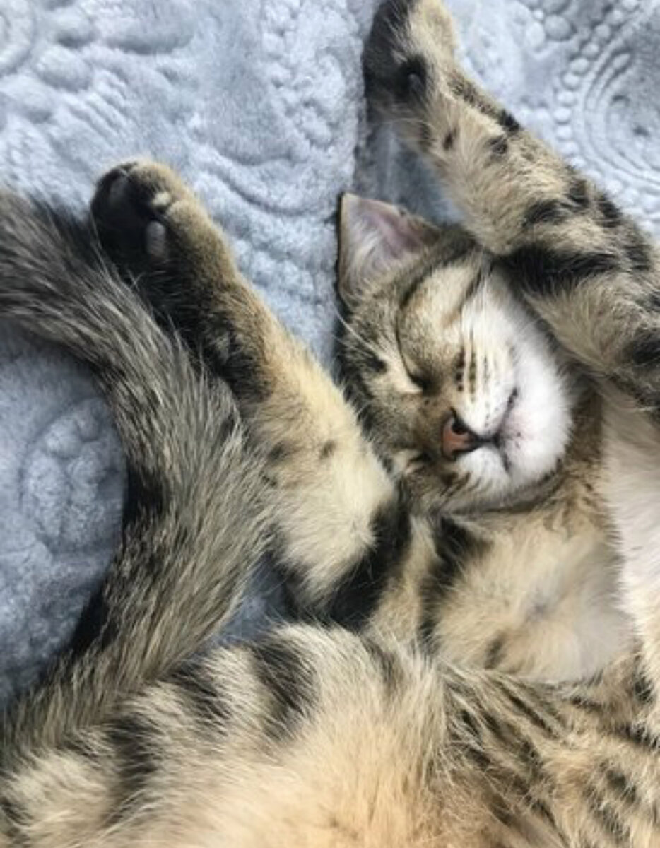 Сидела под нашей дверью 