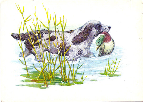 Спаниель. Открытка из комплекта "Друзья человека", 1972. Худ. Л. Аристов