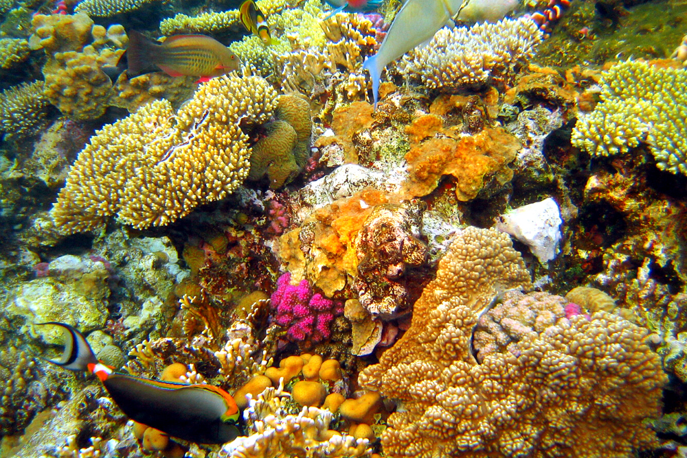 Подводный мир: экзотические рыбы и коралловые рифы
