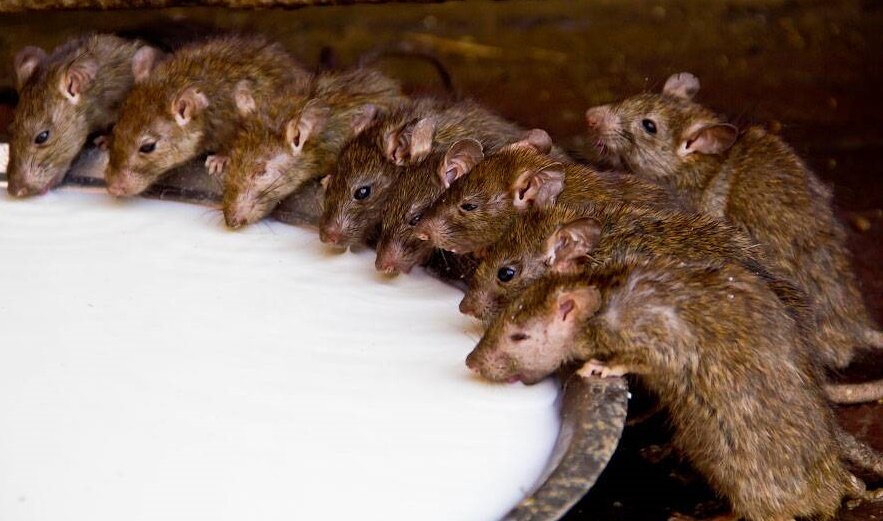 фото из свободного доступа.