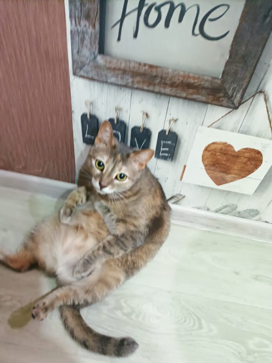 Хома вальяжная 