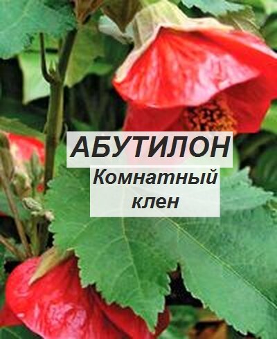 комнатный клен — абутилон