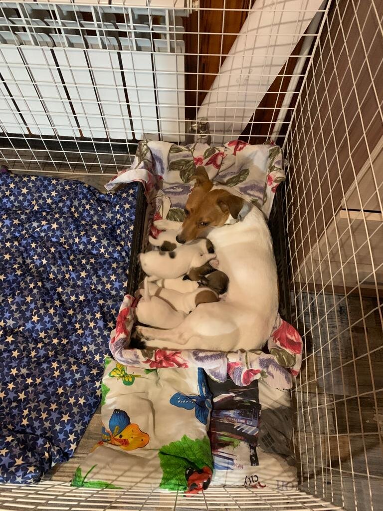 Бэтти кормит щенков