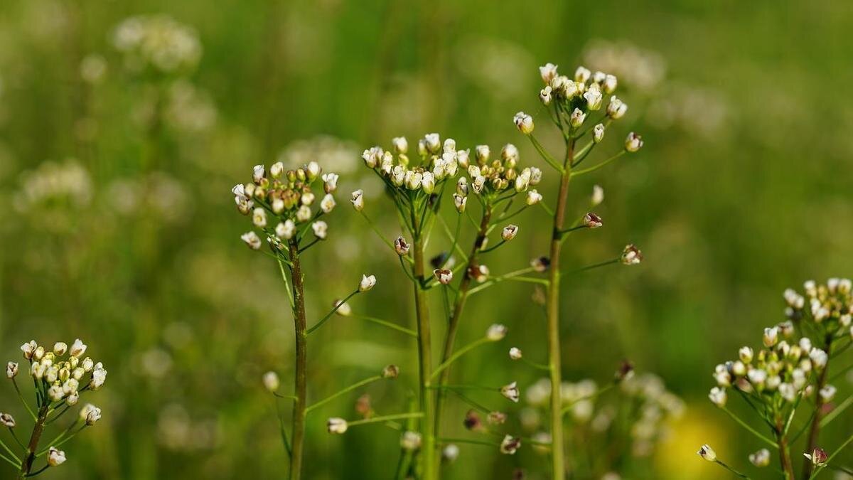    Пастушья сумка:Pixabay