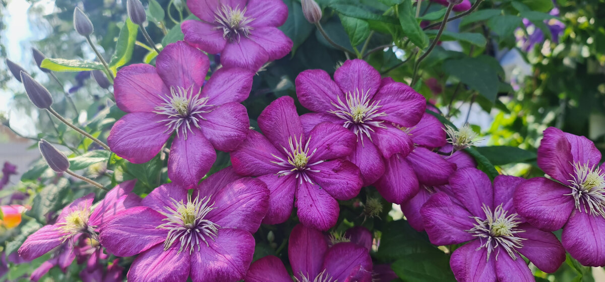 Смотрите на цифры. Какой клематис посадить, чтобы цвёл стеной всё лето ...