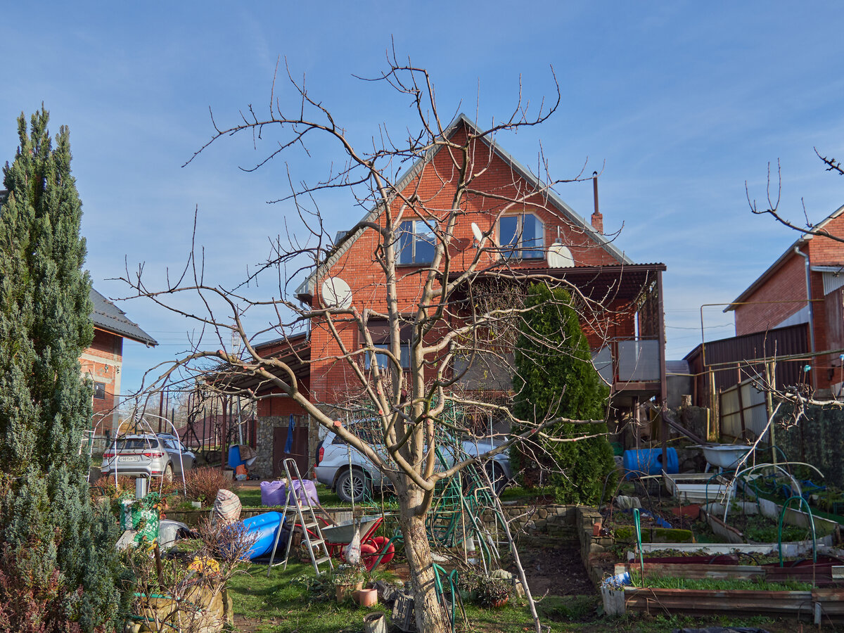Яблонька после обрезки.