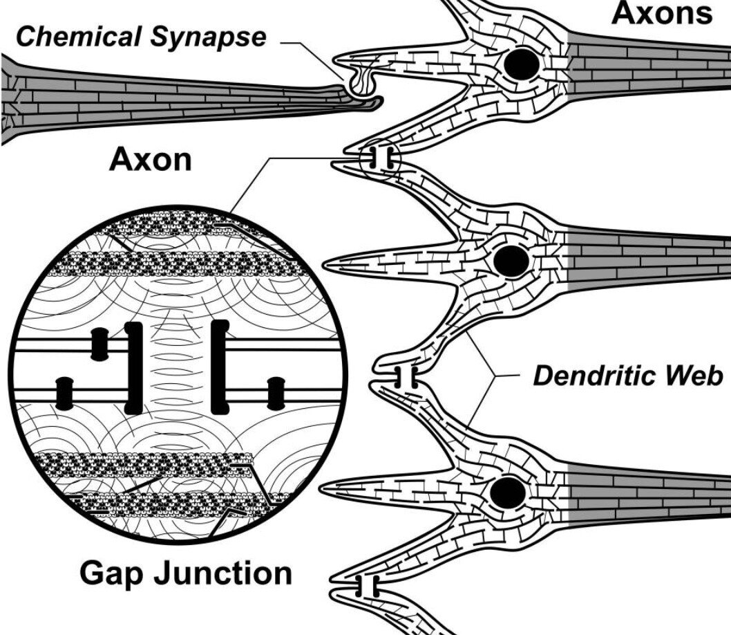 Соседние дендриты соединены электрическими синапсами с щелевыми соединениями в “дендритной сети”.