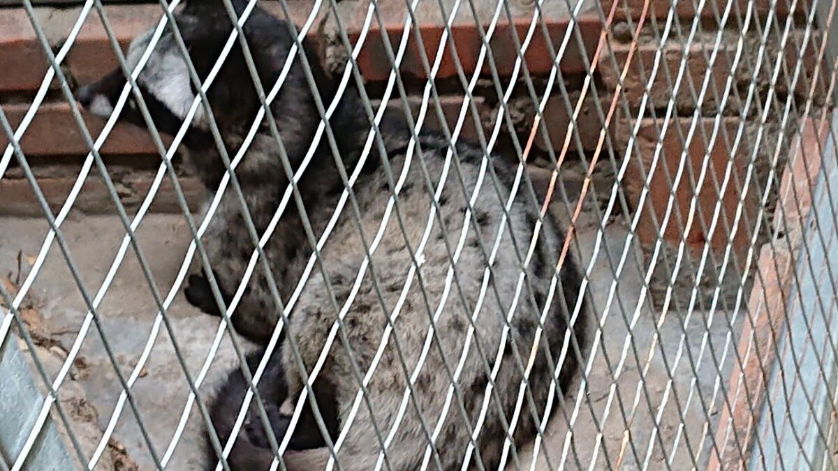 Личное фото канала Всякая Всячина. На фото зверёк циветта.