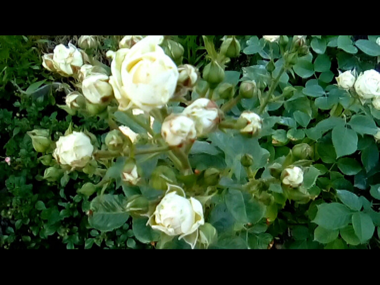 Роза Сноу Дэнс: особенности и характеристика сорта, правила посадки, выращивания и ухода, отзывы