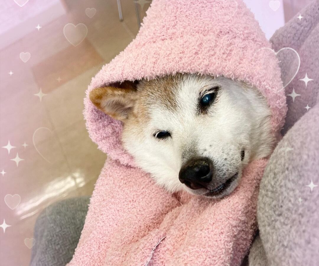     Тяжело заболевшей шиба-ину из мема про Доге стало легче