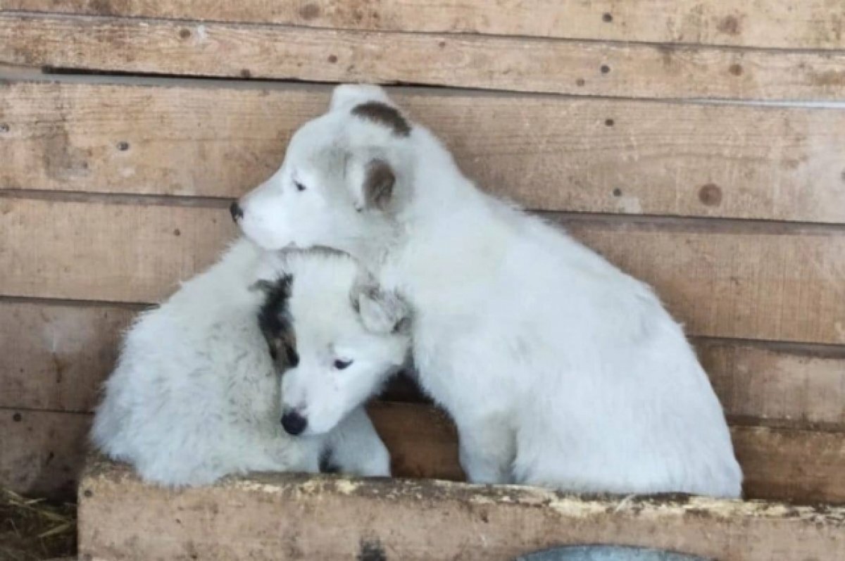    Омичи поздравили с праздниками питомцев из приюта для животных