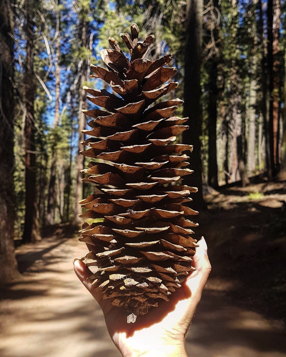 Семена ели на дереве. Сосны Pinus lambertiana. Шишка сосны Pinus lambertiana. Секвойя шишки семена. Сосна Ламберта шишки.