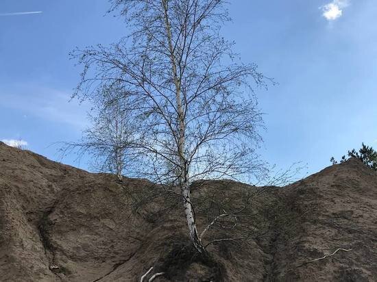     фото: МК в Туле