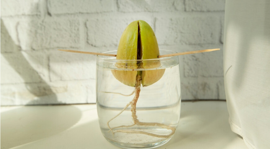 Так выглядит готовая к посадке косточка