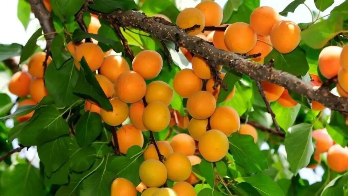 Фото:pocvetam.ru