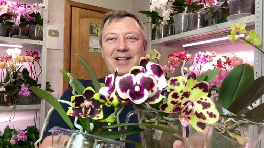 Видео георгия горячевская орхидеи. Орхидея новый вид фаленопсис 2022. Орхидея биг лип. Видео георгия горячевская орхидеи. Орхидея биг лип сорта.