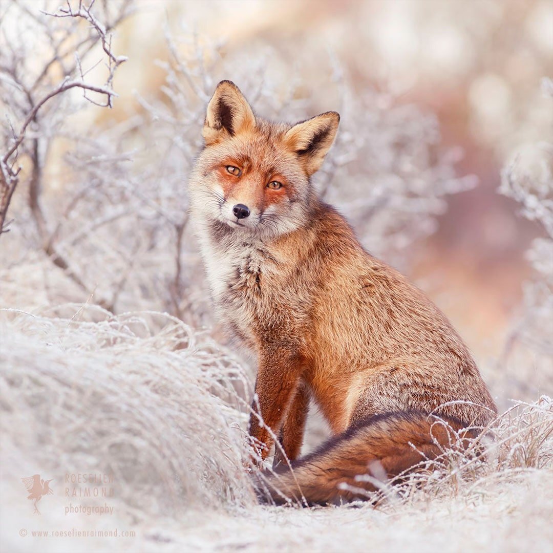 Фото лисы, Розелин Раймонд. Источник: roeselienraimond.com