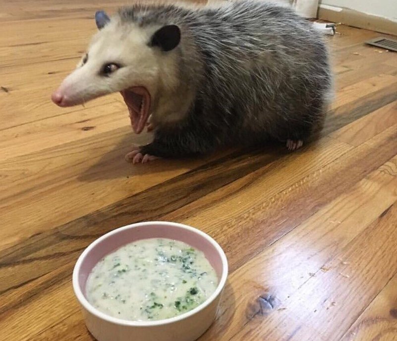 Опоссумы довольно смешные зверьки