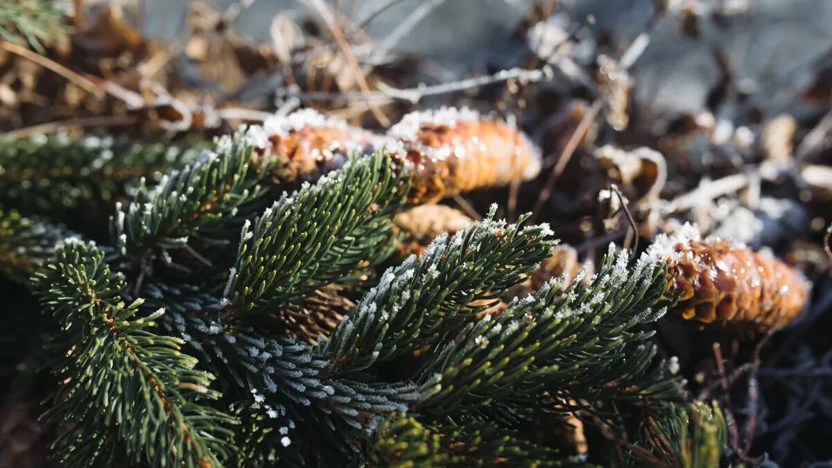 Праздники на 21 и 22 января, на выходные. Фото: www.piqsels.com