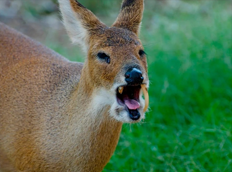 Орёт на российский климат :)