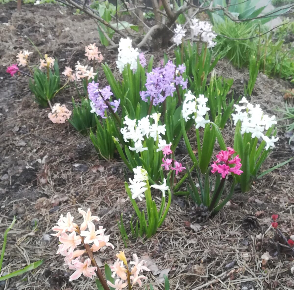 Луковицы гладиолусов пораженные трипсом. Выкопка луковиц тюльпанов. Гиацинт выкопка луковиц. Надо ли выкапывать гиацинты после цветения. Гиацинт до цветения.