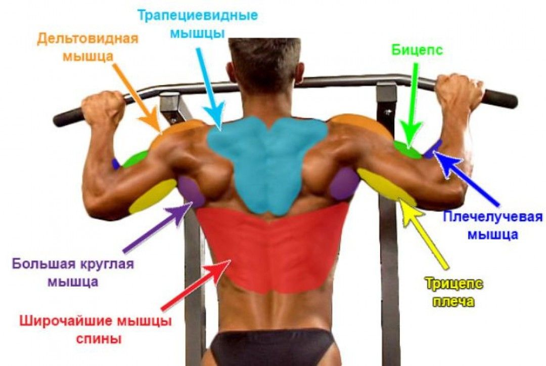 Мышцы задействованные при подтягивании на турнике. Подтягивания на турнике какие мышцы работают. Какие мышцы качаются при подтягивании. Какие мышцы работают при подтя.