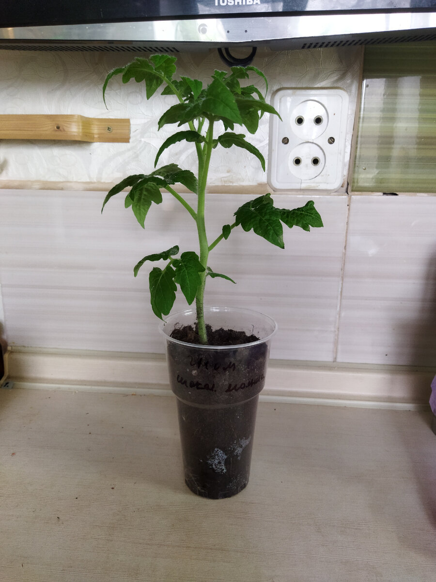 16 апреля. Февральский гном, пересаженный в тару побольше 