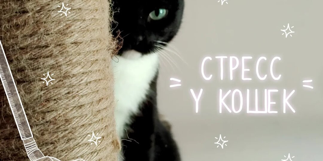 8 причин для стресса у кошек