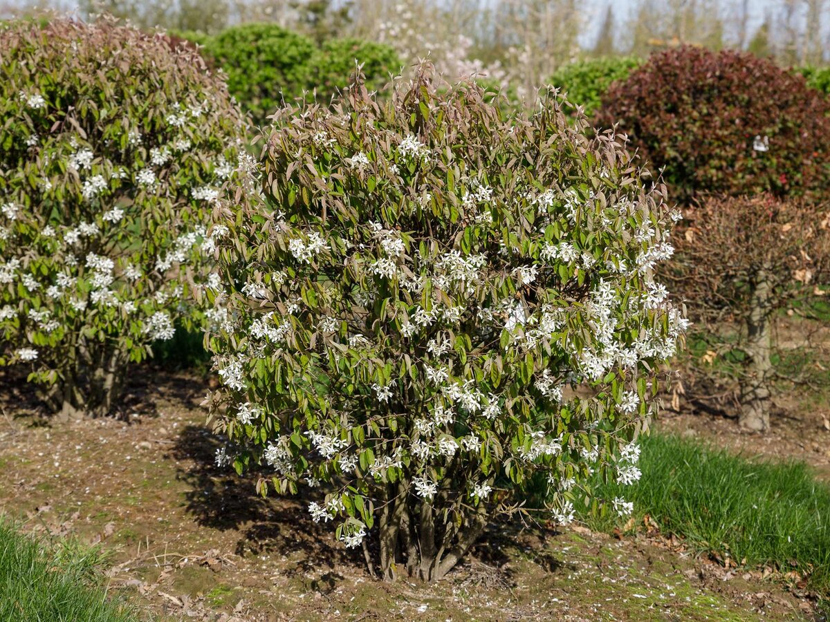 Ирга канадская (Amelanchier canadensis)