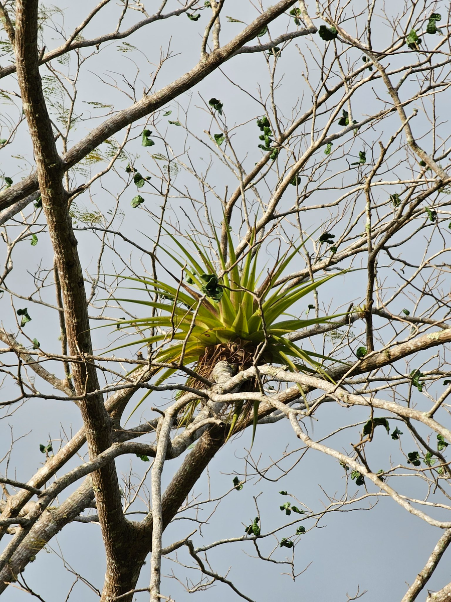    10-кратный зум