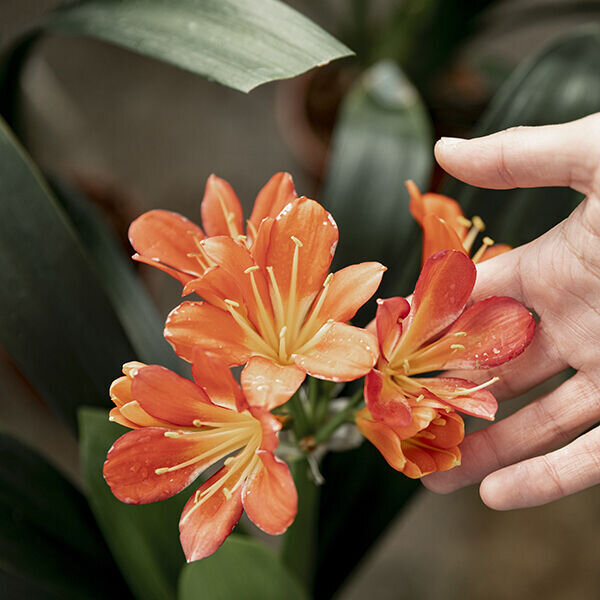     домашние растения вред