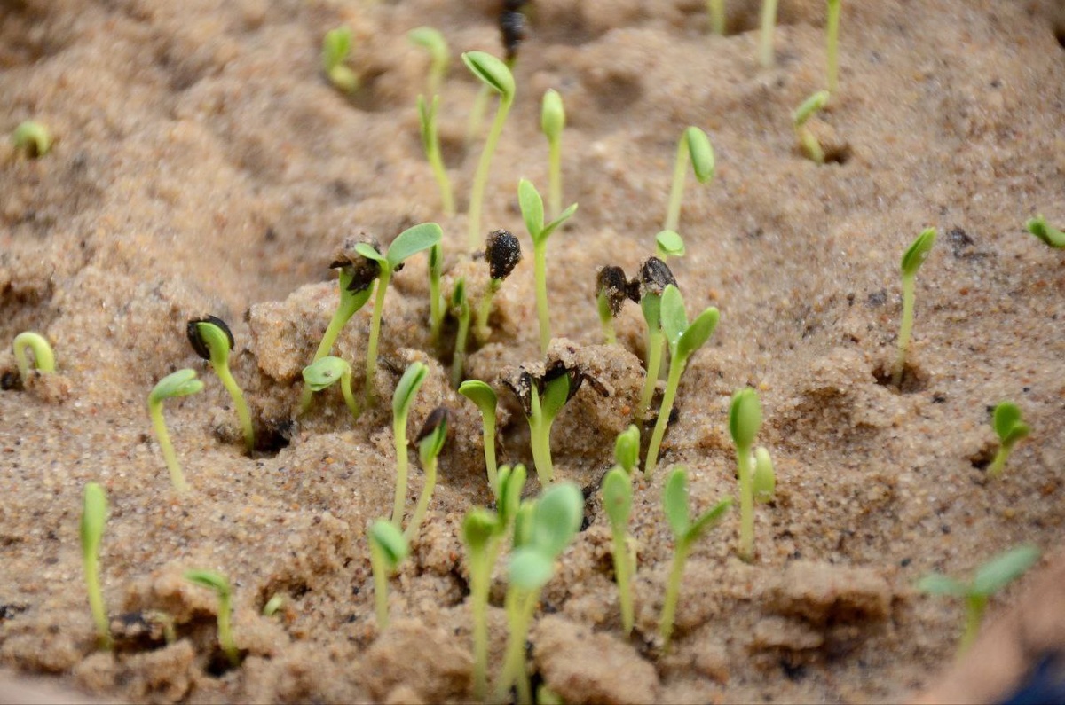  📷    К летнему сезону в теплицах Оренбурга уже посеяли 118 тысяч семян цветов Марина Шарт