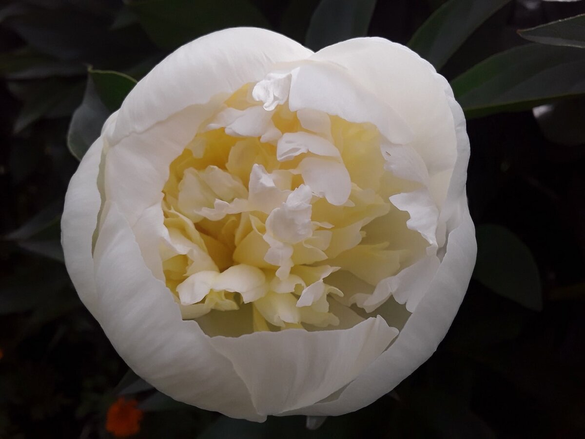 Пион травянистый, сорт Duchesse De Nemours