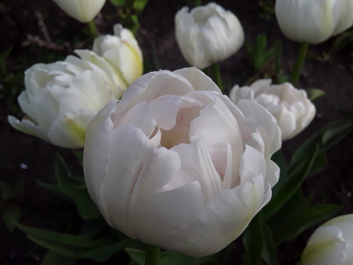 Тюльпан махровый, сорт Mondial