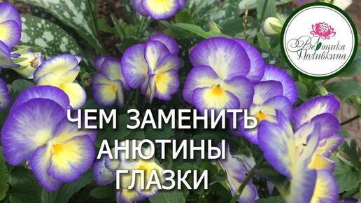 ЧЕМ ЗАМЕНИТЬ АНЮТИНЫ ГЛАЗКИ