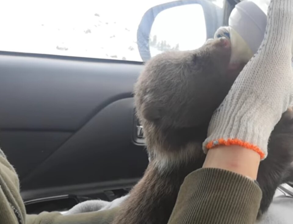 У здорового медвежонка всегда отменный аппетит