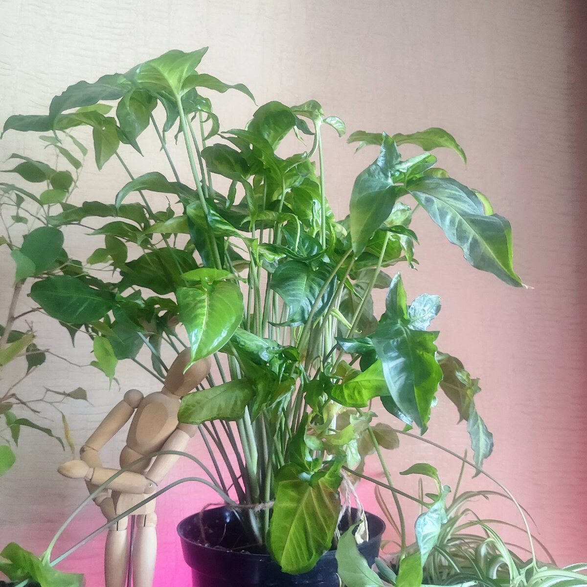 Мой сингониум, который выращиваю как куст