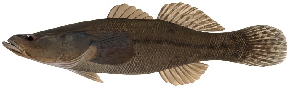 Oxyeleotris lineolata